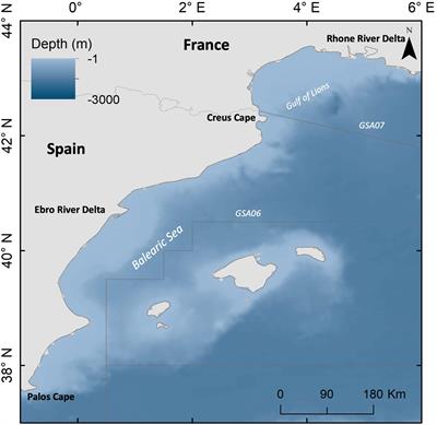 Current and Future Influence of Environmental Factors on Small Pelagic Fish Distributions in the Northwestern Mediterranean Sea